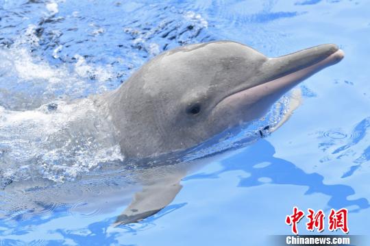 珠海长隆中华白海豚科普教育基地中的白海豚 陈骥旻 摄 保护“海洋大熊猫” 妈祖诞日成中华白海豚保护宣传日