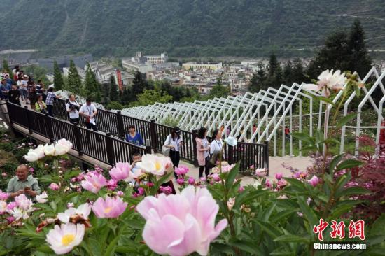 4月30日,在四川汶川以及映秀,随处可见当地民众安心愉快的生活场景,秩序井然的经营状态以及来这里旅游观光者的匆忙。在这里,处处感受到的是民众的良好精神状态和乐观的生活激情,映入眼帘的是青山绿水和鲜花盛开。记者 任海霞 摄 汶川地震震中映秀十年之变:乡村旅游方兴未艾