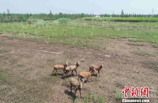 洞庭湖麋鹿和鸟类救护避难所里的麋鹿 傅聪 摄 人鸟争食变成动物天堂 东洞庭湖拆停复绿显生机